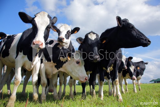 Picture of Holstein cows cattle